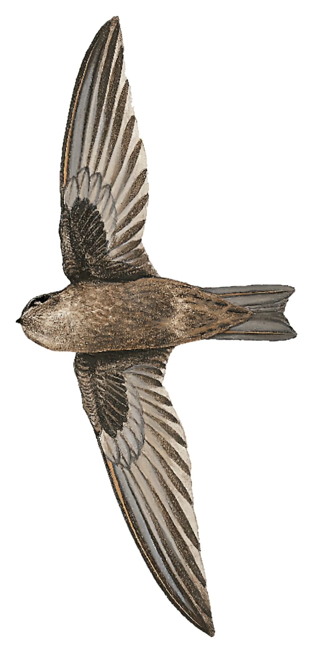 帕劳金丝燕 / Palau Swiftlet / Aerodramus pelewensis