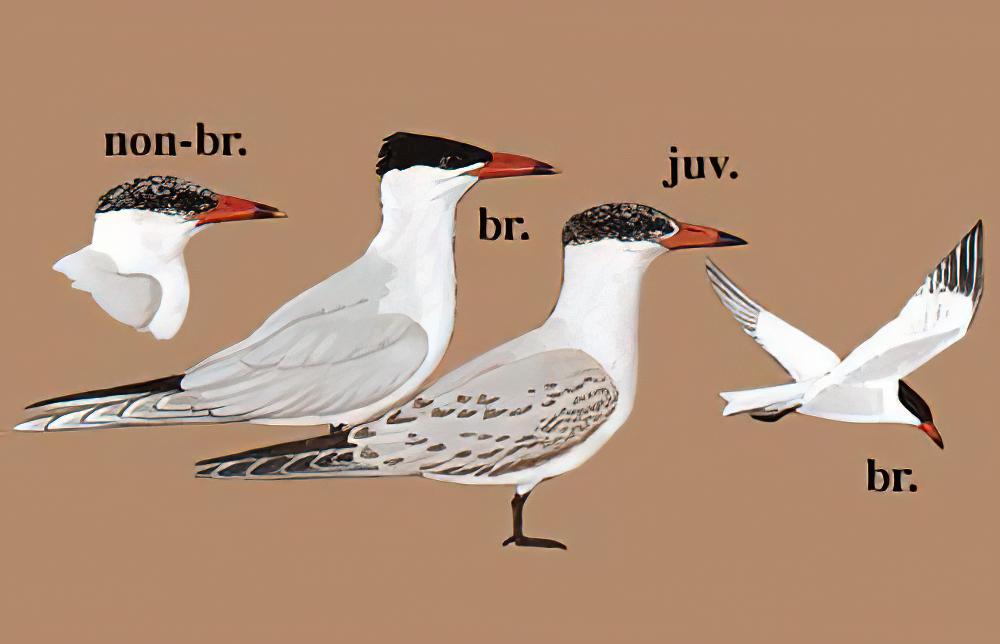 红嘴巨鸥 / Caspian Tern / Hydroprogne caspia