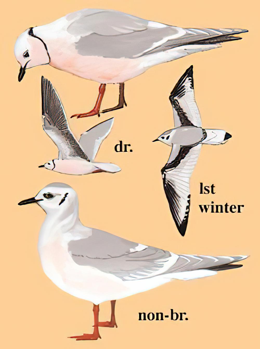 楔尾鸥 / Ross\'s Gull / Rhodostethia rosea