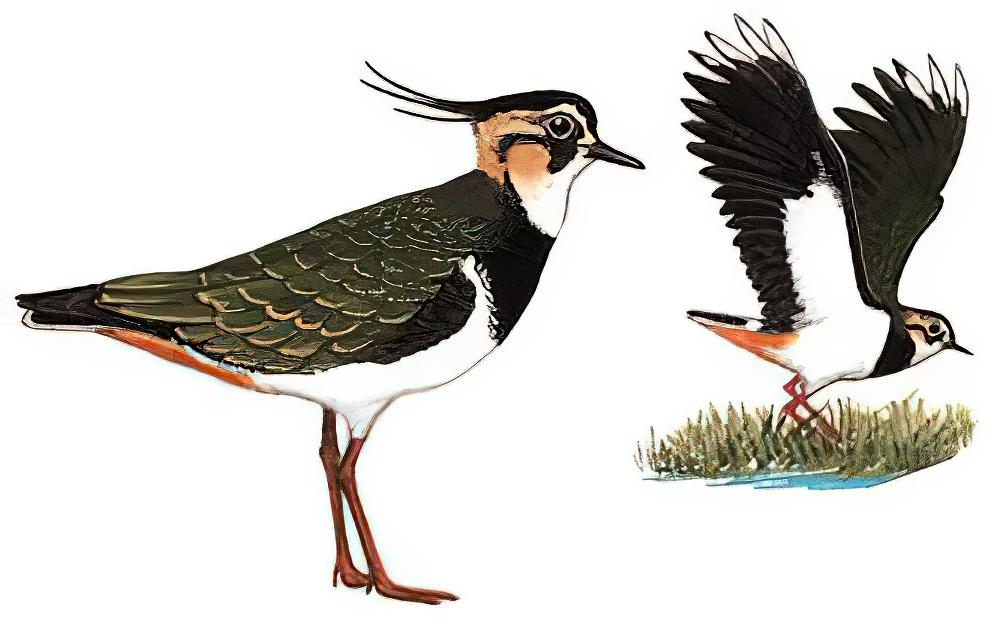 凤头麦鸡 / Northern Lapwing / Vanellus vanellus