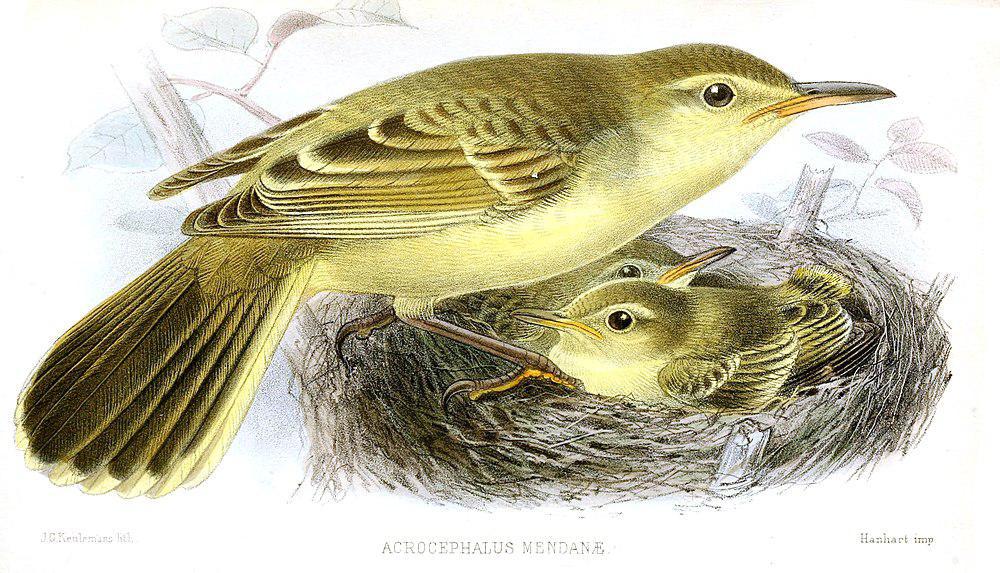 马岛苇莺 / Southern Marquesan Reed Warbler / Acrocephalus mendanae