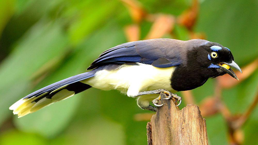 黑胸蓝鸦 / Black-chested Jay / Cyanocorax affinis