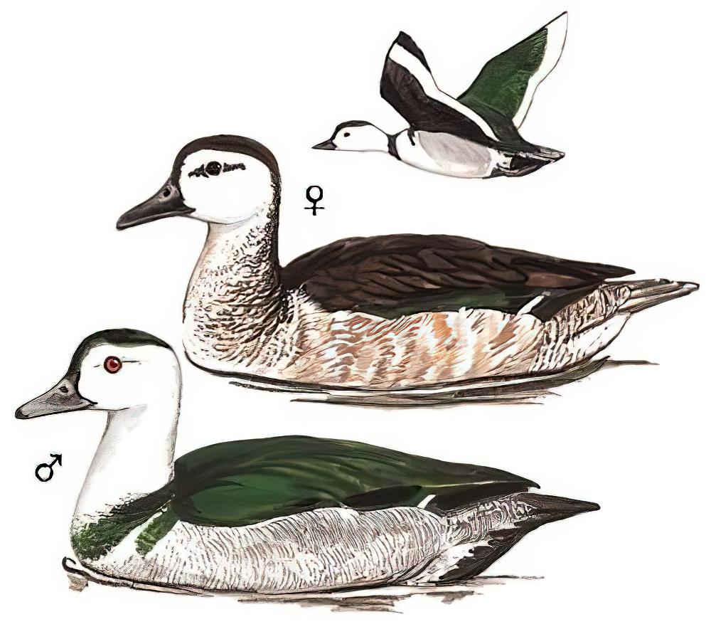 棉凫 / Cotton Pygmy Goose / Nettapus coromandelianus