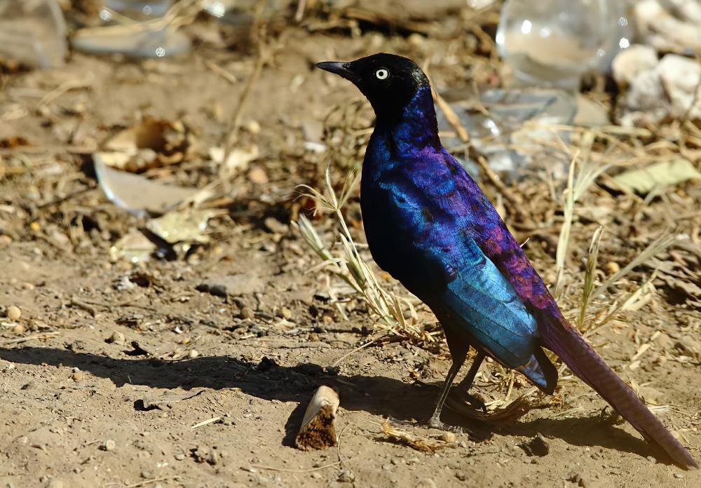 卢氏丽椋鸟 / Rüppell\'s Starling / Lamprotornis purpuroptera