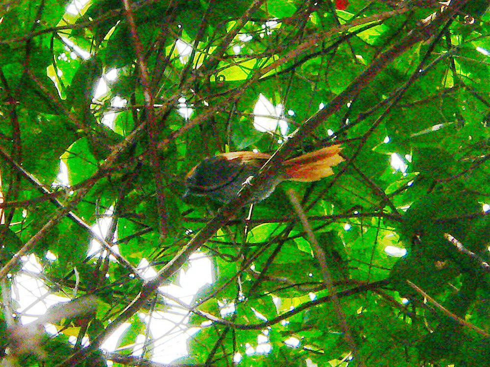 巴西针尾雀 / Bahia Spinetail / Synallaxis cinerea