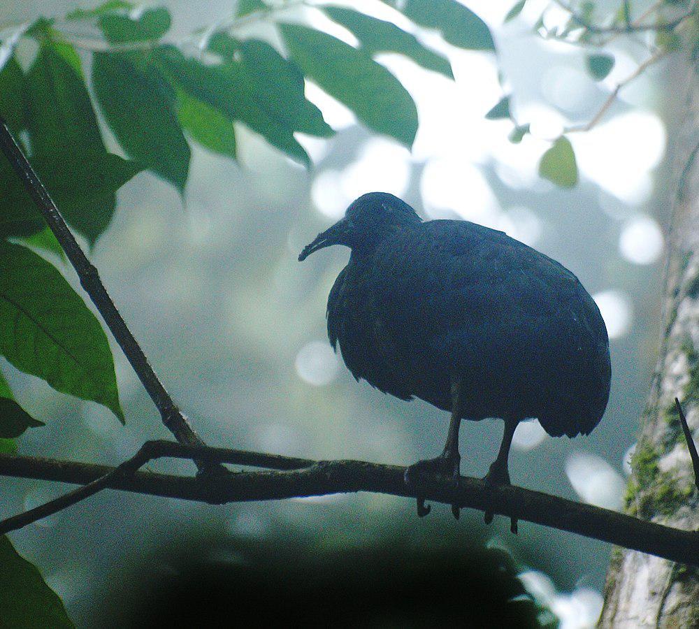 侏橄榄绿鹮 / Sao Tome Ibis / Bostrychia bocagei