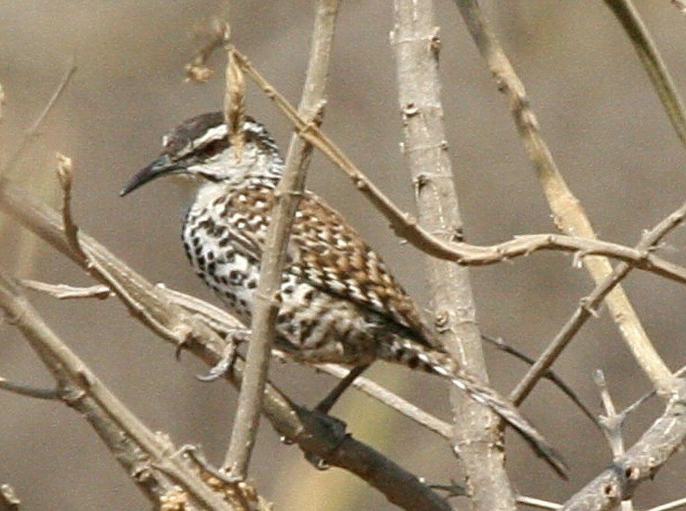 波氏曲嘴鹪鹩 / Boucard\'s Wren / Campylorhynchus jocosus