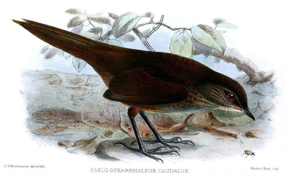 长尾短翅莺 / Long-tailed Bush Warbler / Locustella caudata