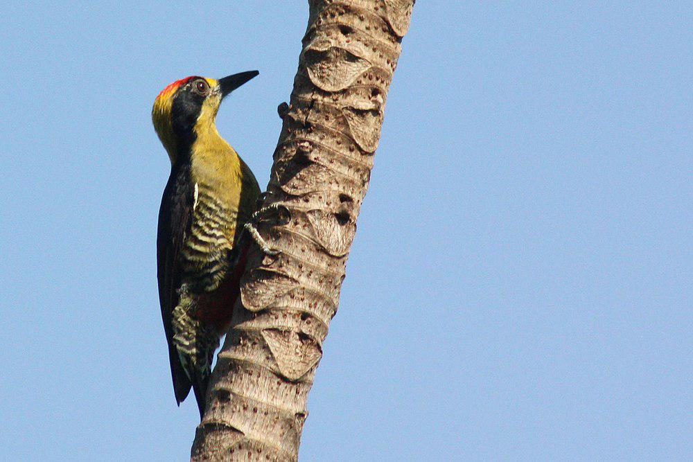 金枕啄木鸟 / Golden-naped Woodpecker / Melanerpes chrysauchen