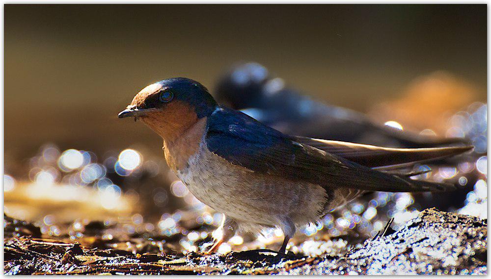 山燕 / Hill Swallow / Hirundo domicola