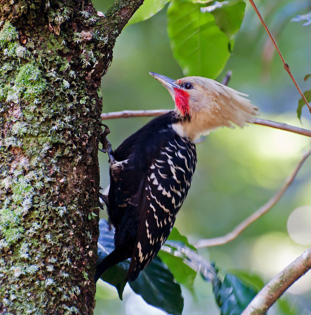 淡黄冠啄木鸟 / Blond-crested Woodpecker / Celeus flavescens