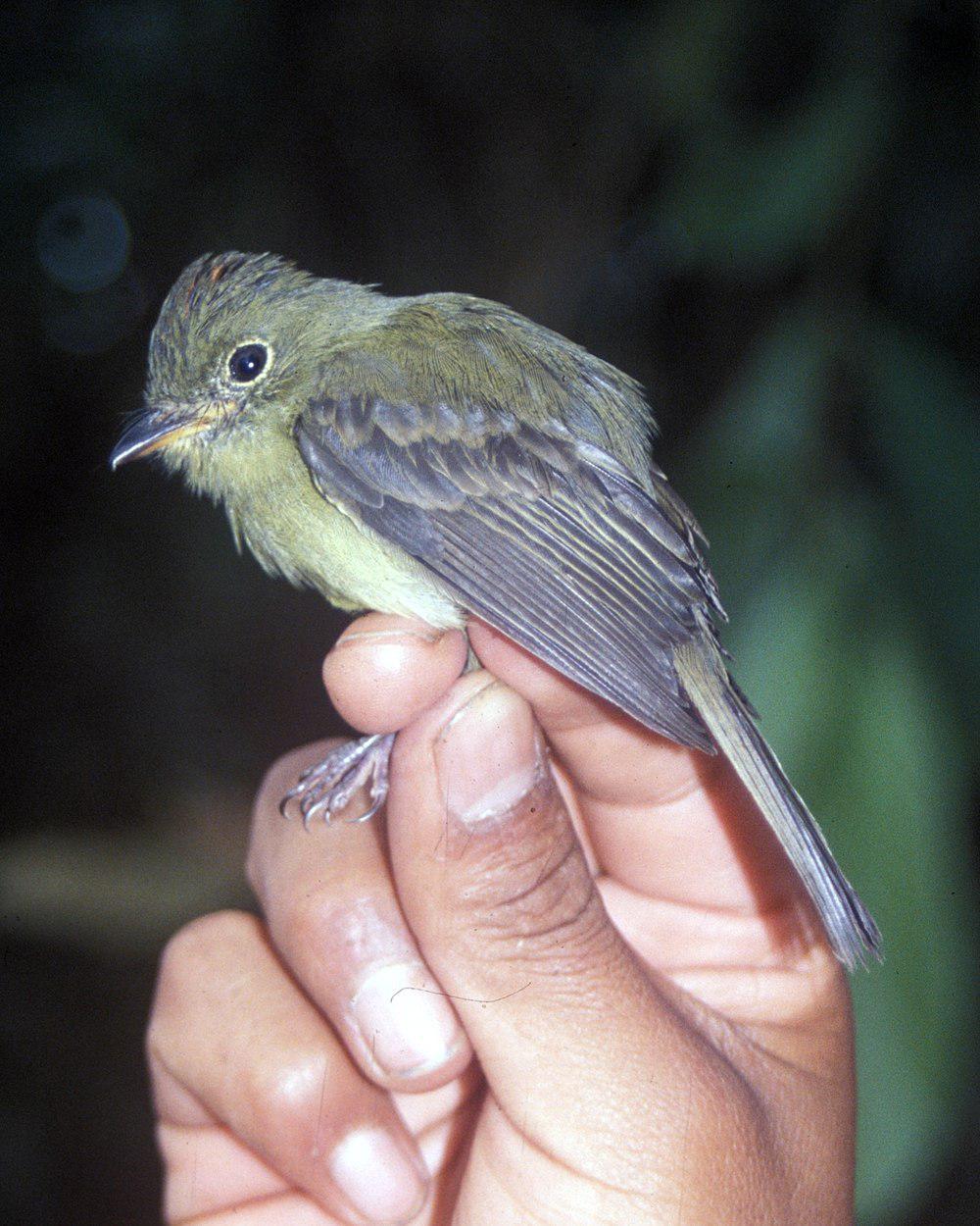 橙冠斑翅霸鹟 / Orange-crested Flycatcher / Myiophobus phoenicomitra