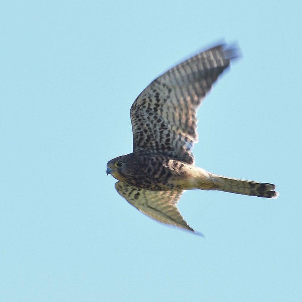 斑隼 / Spotted Kestrel / Falco moluccensis