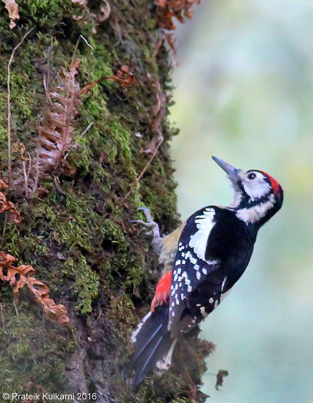 喜马拉雅啄木鸟 / Himalayan Woodpecker / Dendrocopos himalayensis