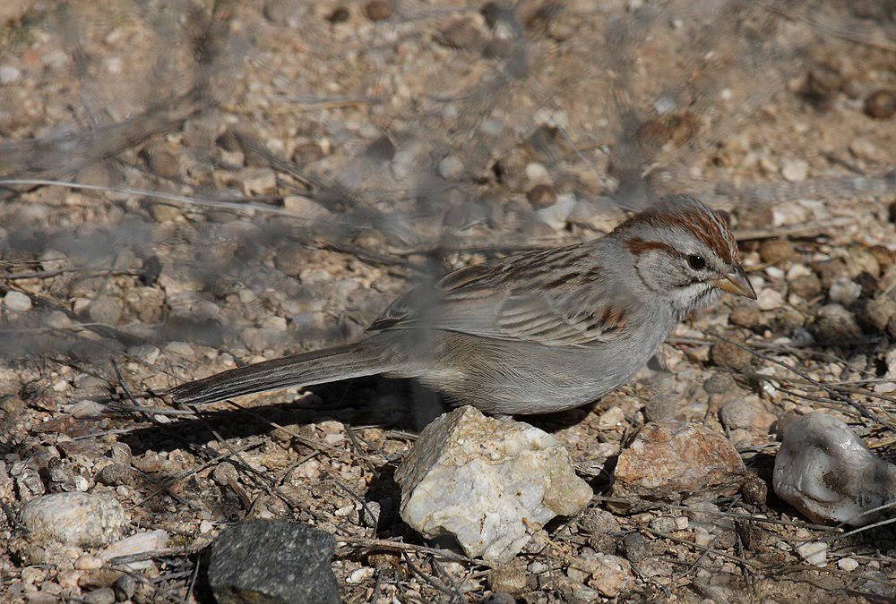 棕翅猛雀鹀 / Rufous-winged Sparrow / Peucaea carpalis