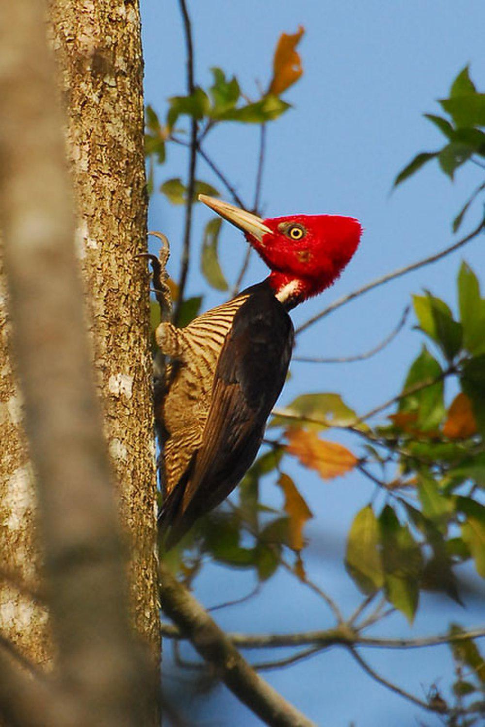 淡嘴啄木鸟 / Pale-billed Woodpecker / Campephilus guatemalensis
