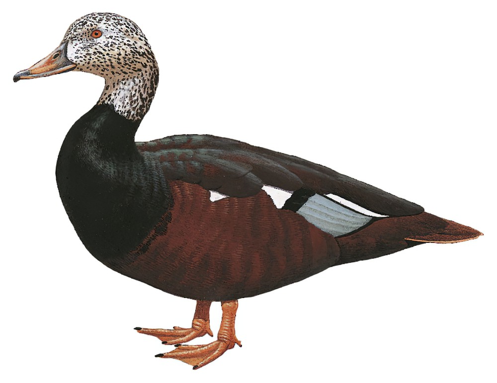 白翅栖鸭 / White-winged Duck / Asarcornis scutulata