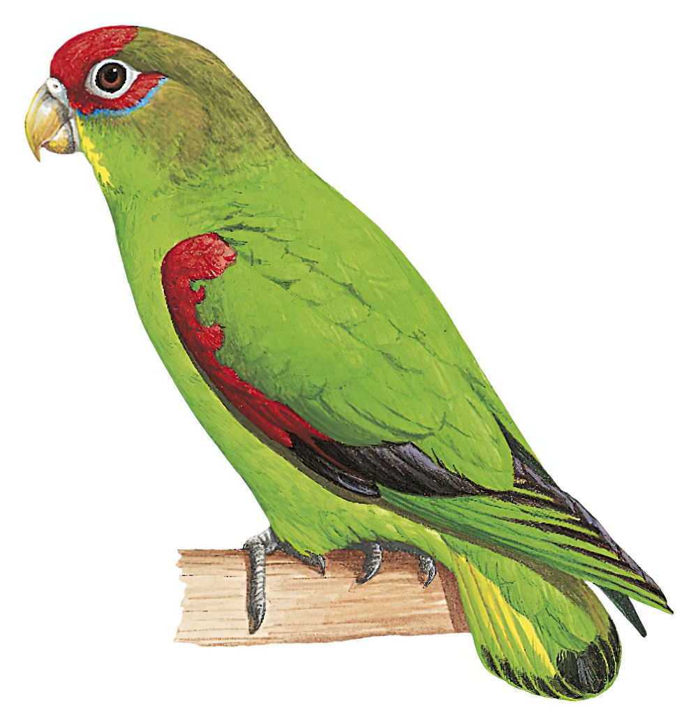 中美红额鹦哥 / Red-fronted Parrotlet / Touit costaricensis