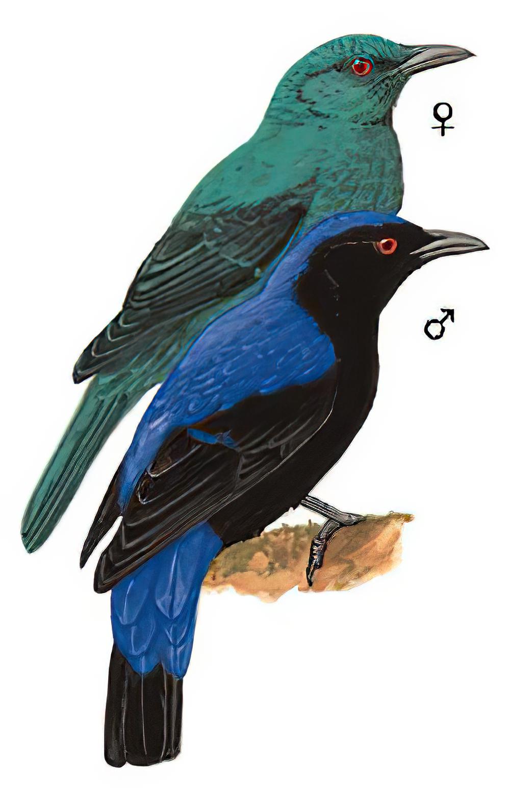 和平鸟 / Asian Fairy-bluebird / Irena puella