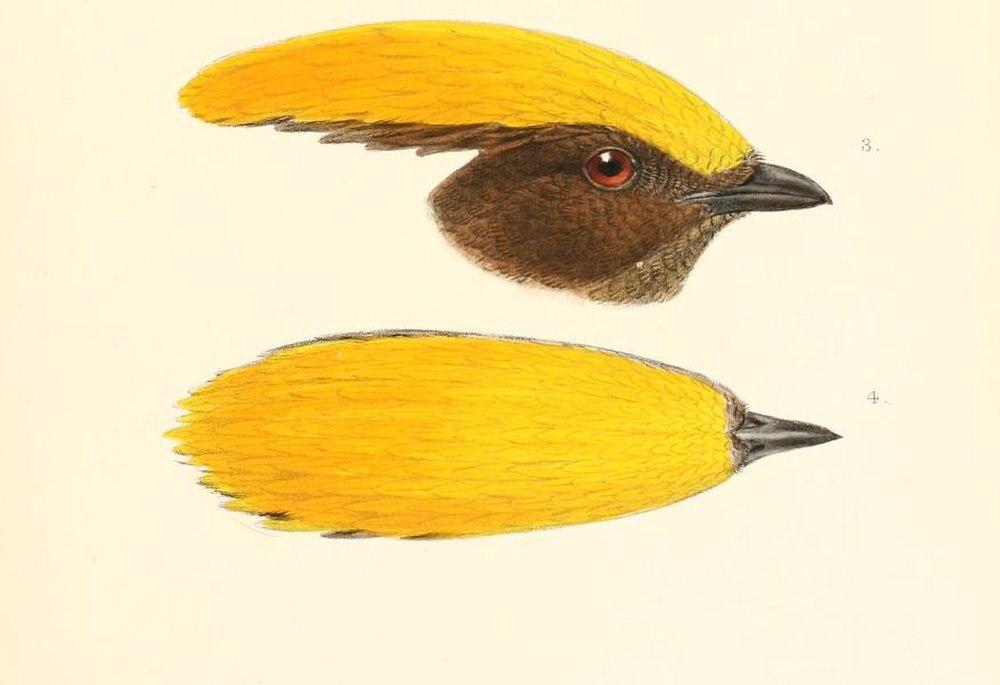黄额园丁鸟 / Golden-fronted Bowerbird / Amblyornis flavifrons