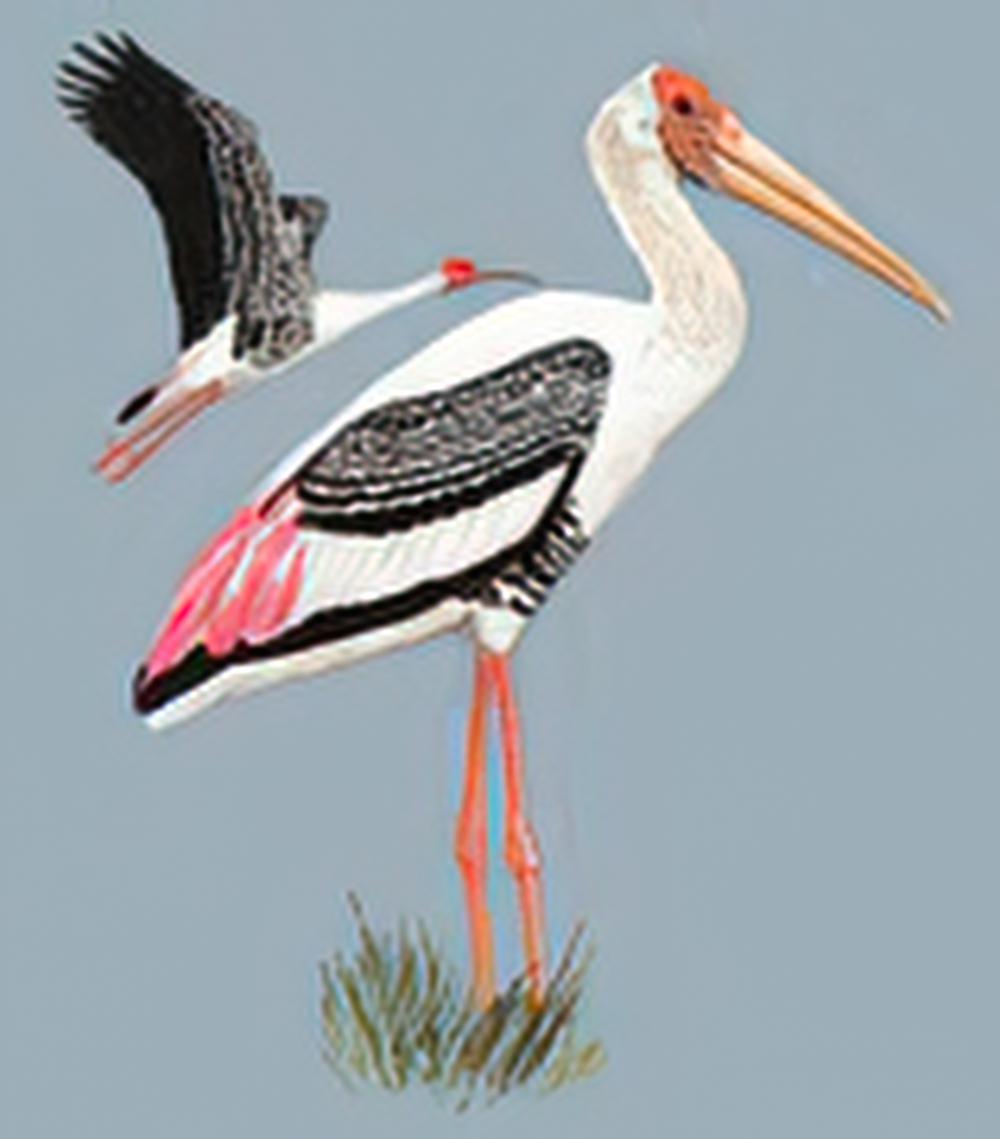 白头鹮鹳 / Painted Stork