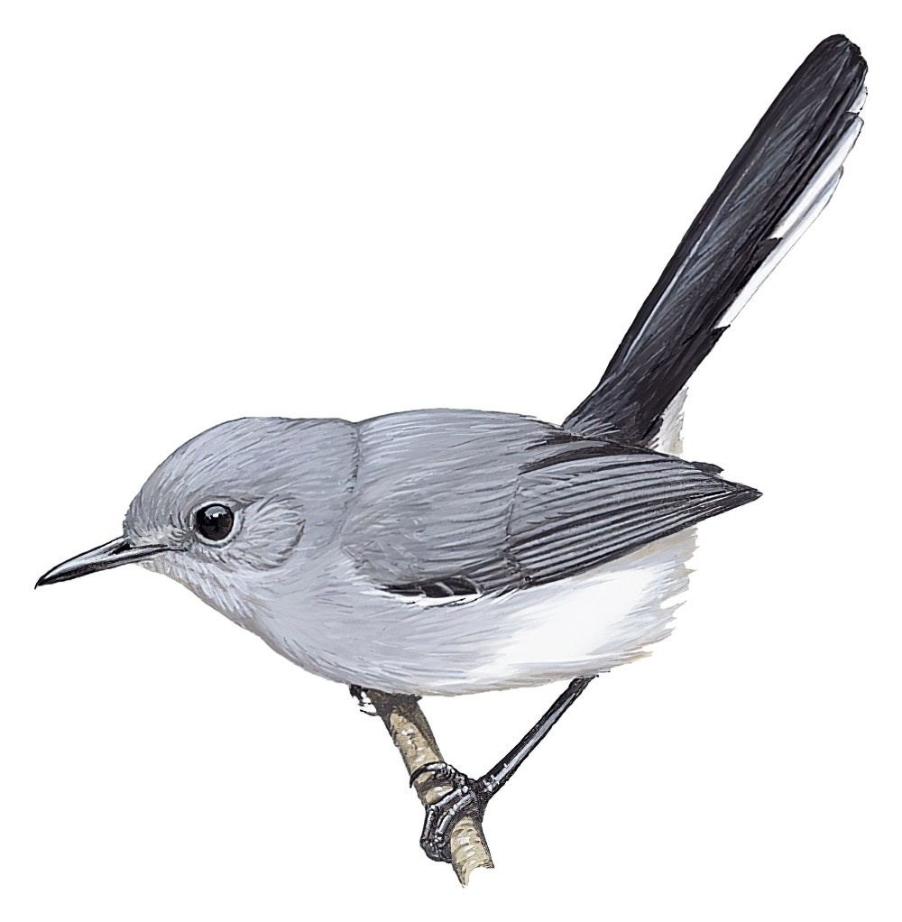 尼格罗蚋莺 / Rio Negro Gnatcatcher / Polioptila facilis