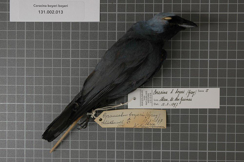 白眼先鹃鵙 / Boyer\'s Cuckooshrike / Coracina boyeri