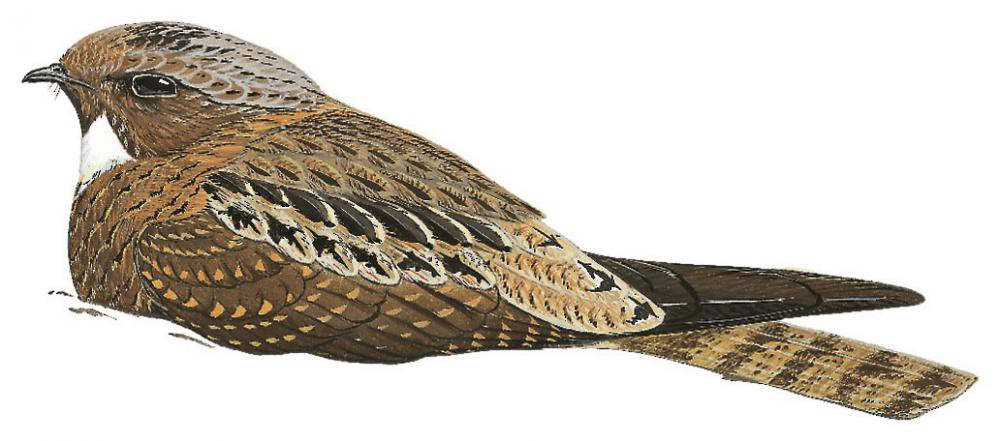 巴布亚毛腿夜鹰 / Papuan Nightjar / Eurostopodus papuensis