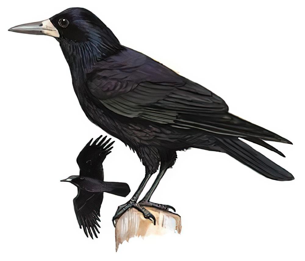 秃鼻乌鸦 / Rook / Corvus frugilegus