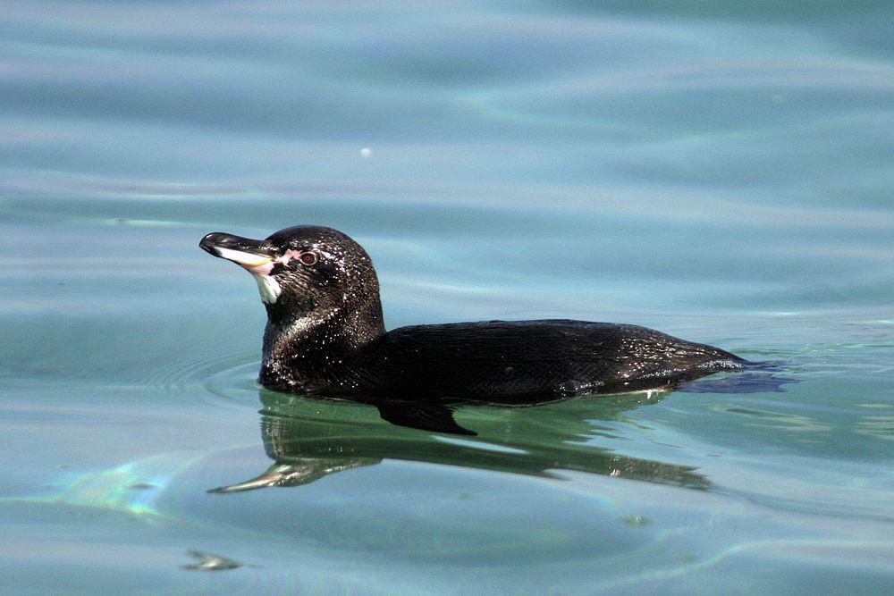 加岛企鹅 / Galapagos Penguin / Spheniscus mendiculus