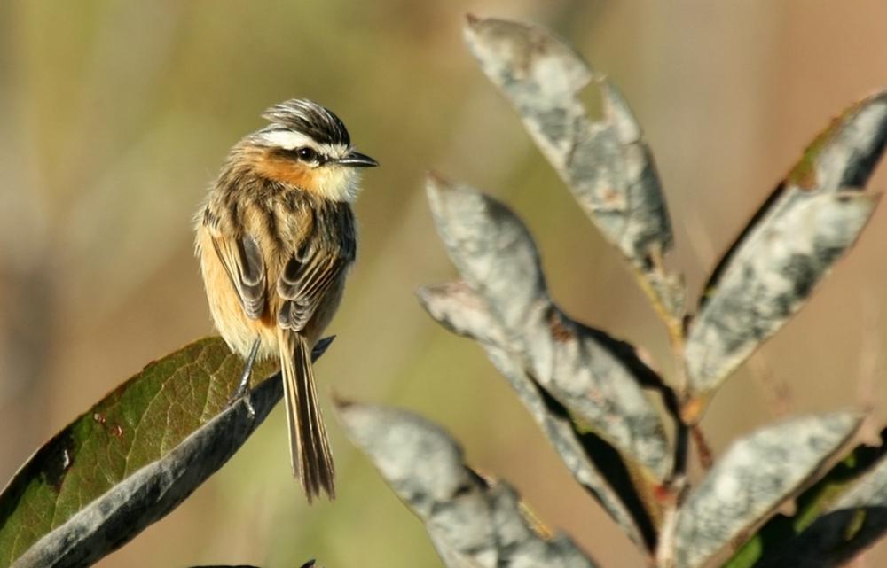 尖尾霸鹟 / Sharp-tailed Grass Tyrant / Culicivora caudacuta