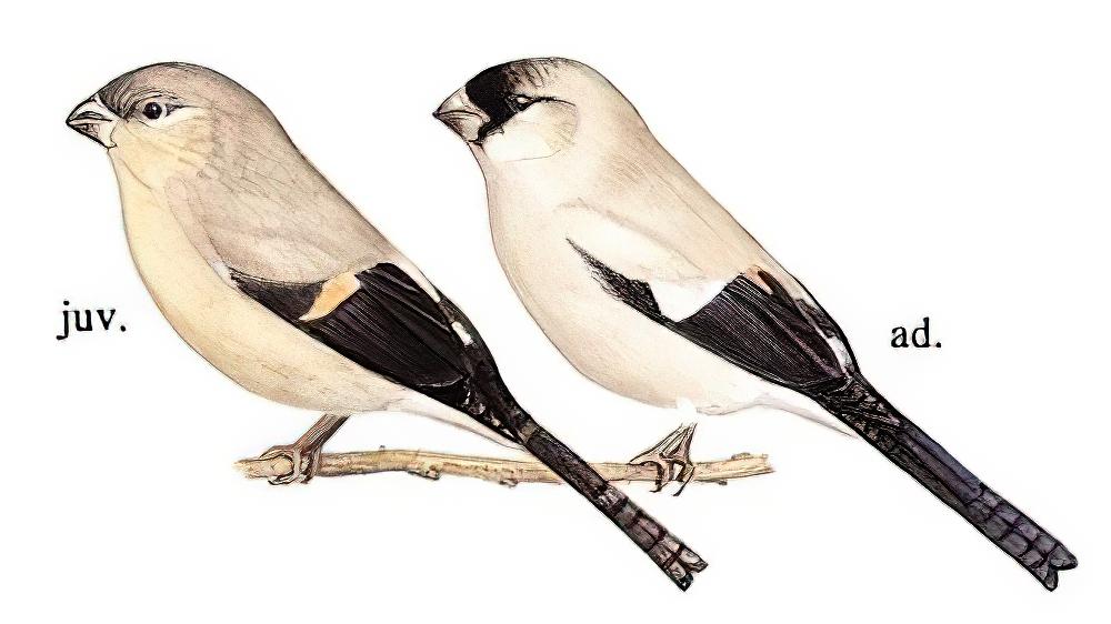 褐灰雀 / Brown Bullfinch / Pyrrhula nipalensis