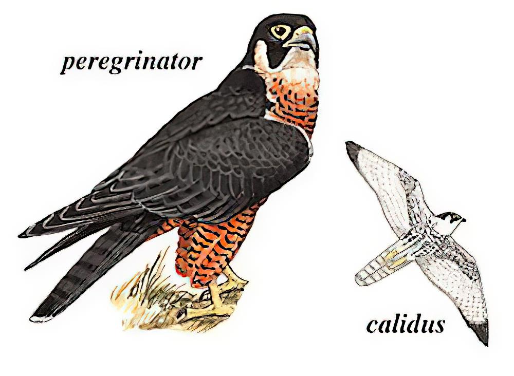 游隼 / Peregrine Falcon / Falco peregrinus