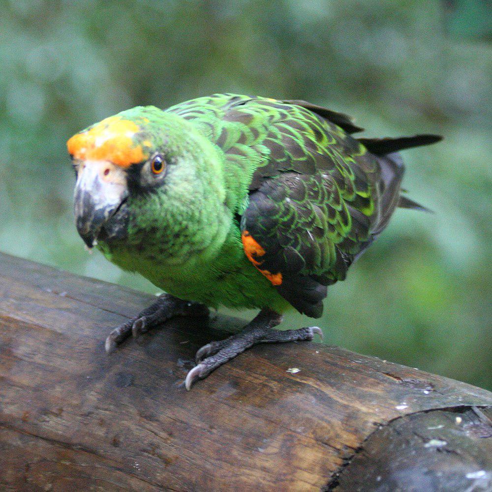 非洲红额鹦鹉 / Red-fronted Parrot / Poicephalus gulielmi