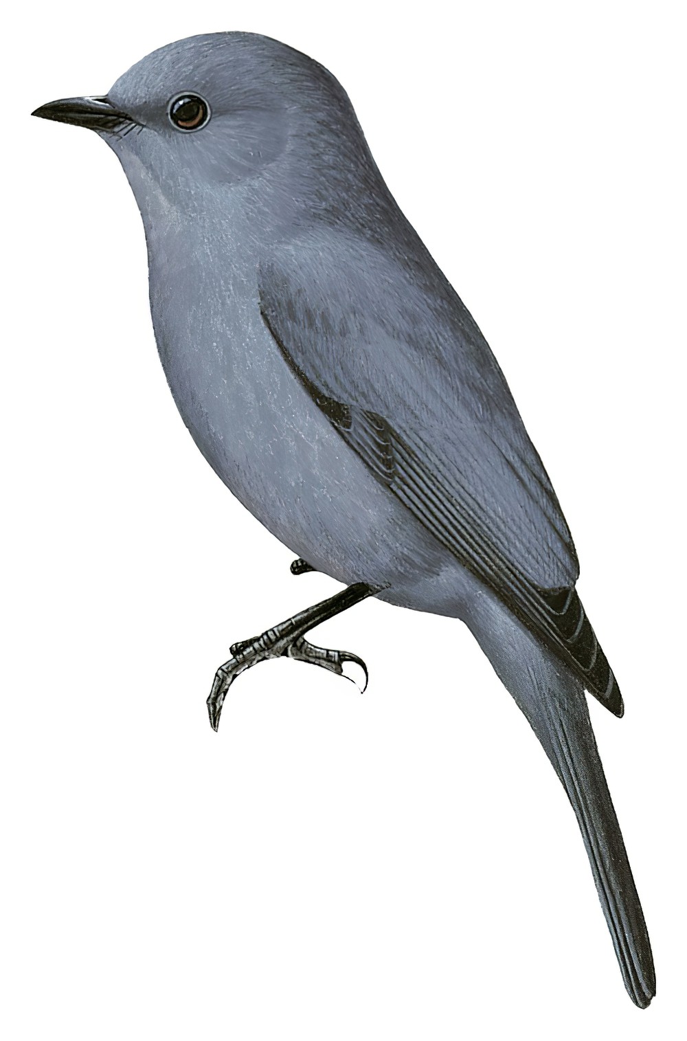 利比黑鹟 / Nimba Flycatcher / Melaenornis annamarulae