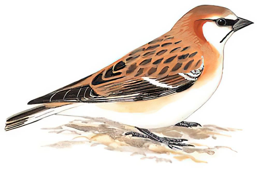 棕颈雪雀 / Rufous-necked Snowfinch / Pyrgilauda ruficollis