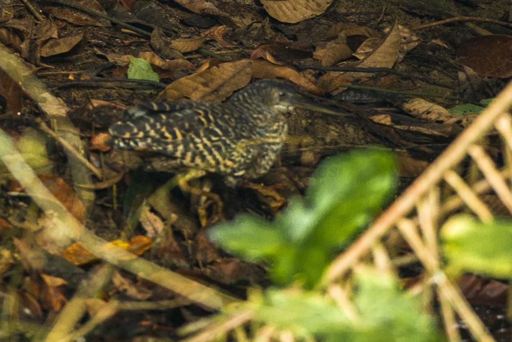 白冠虎鹭 / White-crested Tiger Heron / Tigriornis leucolopha