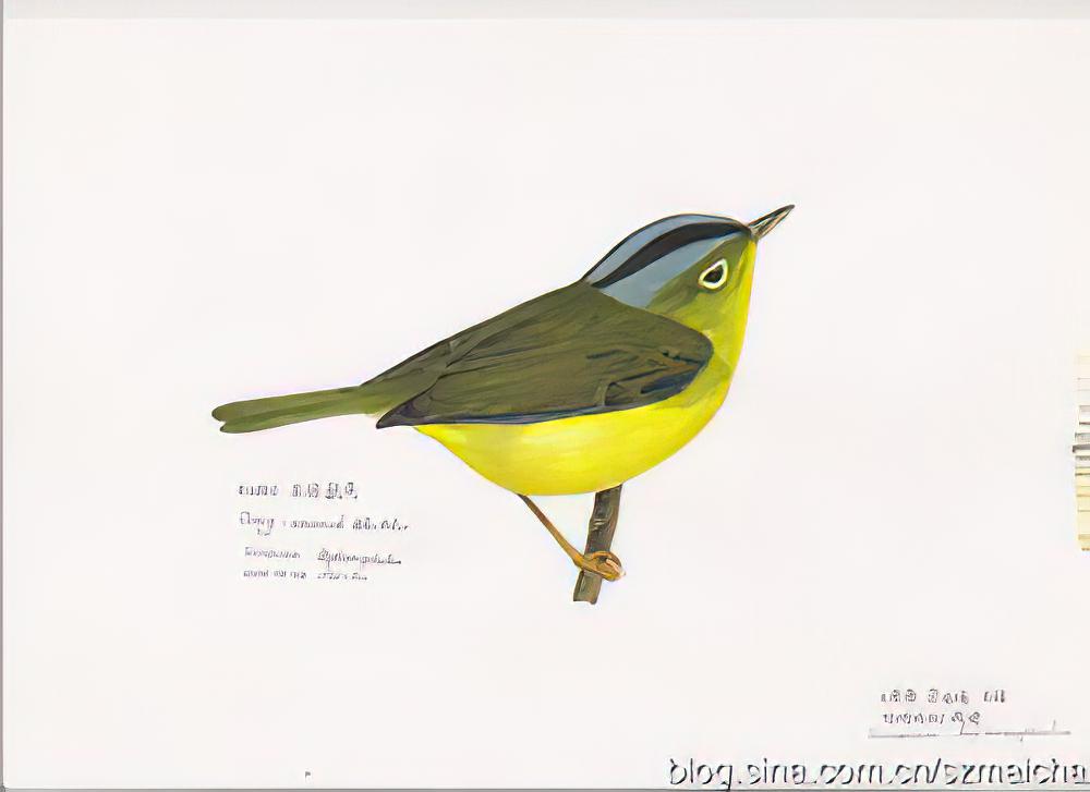 灰冠鹟莺 / Grey-crowned Warbler / Phylloscopus tephrocephalus