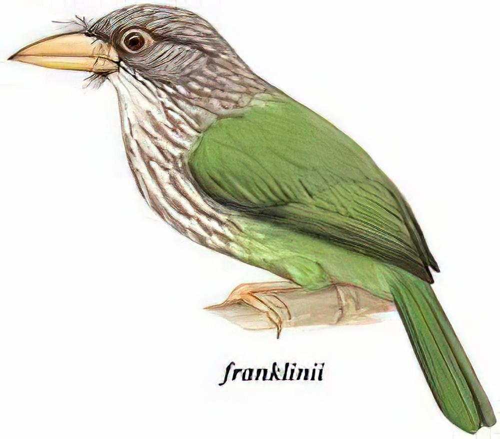 [斑头]绿拟啄木鸟 / Lineated Barbet