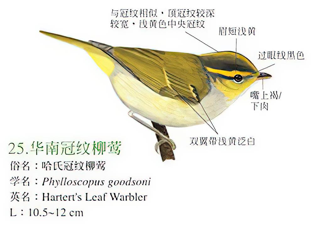 华南冠纹柳莺 / Hartert\'s Leaf Warbler / Phylloscopus goodsoni