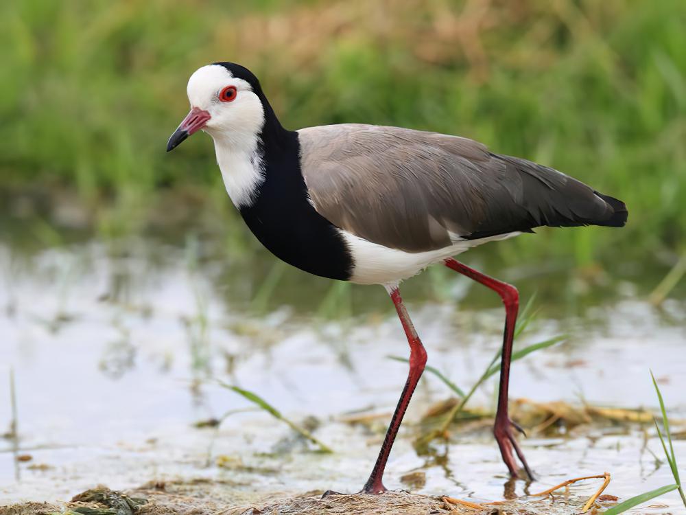 长趾麦鸡 / Long-toed Lapwing / Vanellus crassirostris