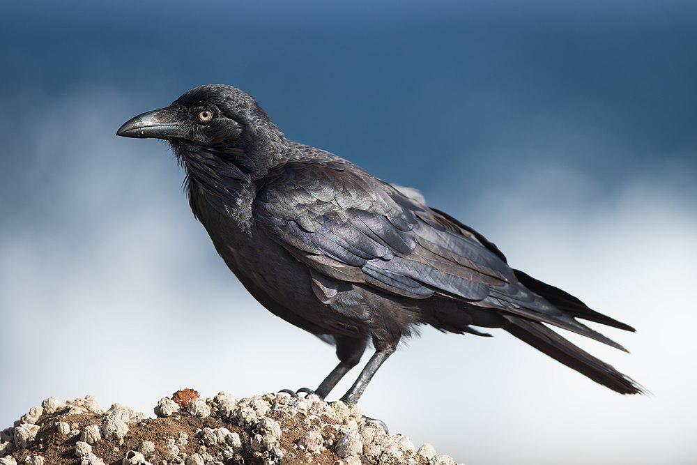 澳洲渡鸦 / Australian Raven / Corvus coronoides