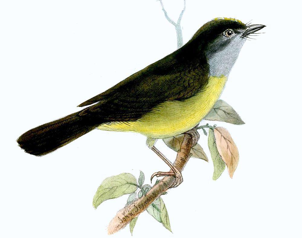 灰喉王森莺 / Grey-throated Warbler / Myiothlypis cinereicollis