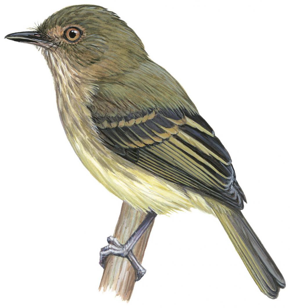 阿克雷哑霸鹟 / Acre Tody-Tyrant / Hemitriccus cohnhafti