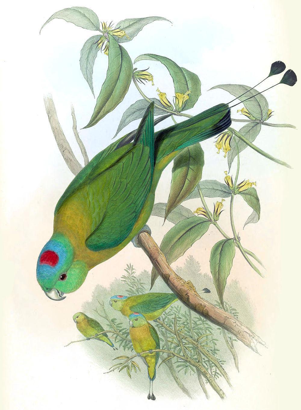 红斑扇尾鹦鹉 / Yellow-breasted Racket-tail / Prioniturus flavicans