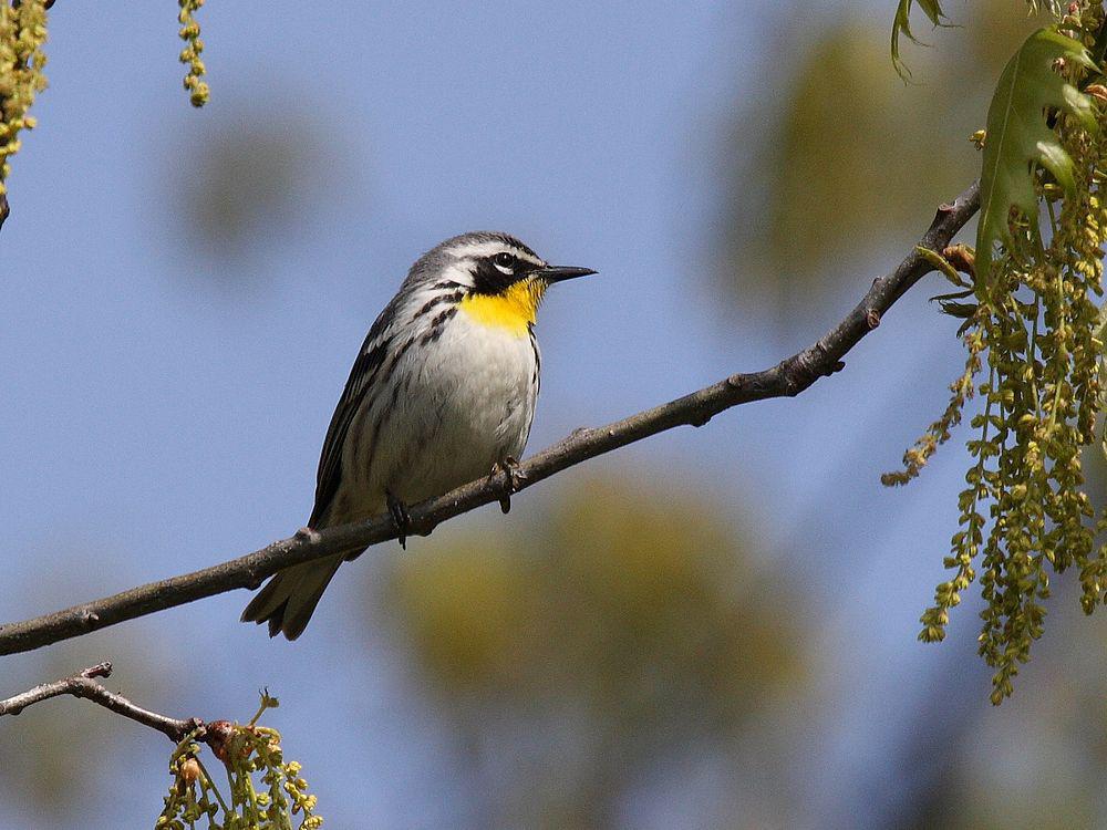 黄喉林莺 / Yellow-throated Warbler / Setophaga dominica