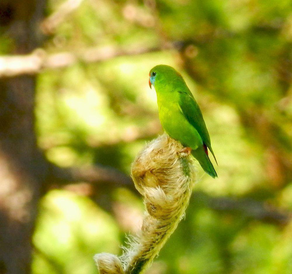 菲律宾短尾鹦鹉 / Philippine Hanging Parrot / Loriculus philippensis