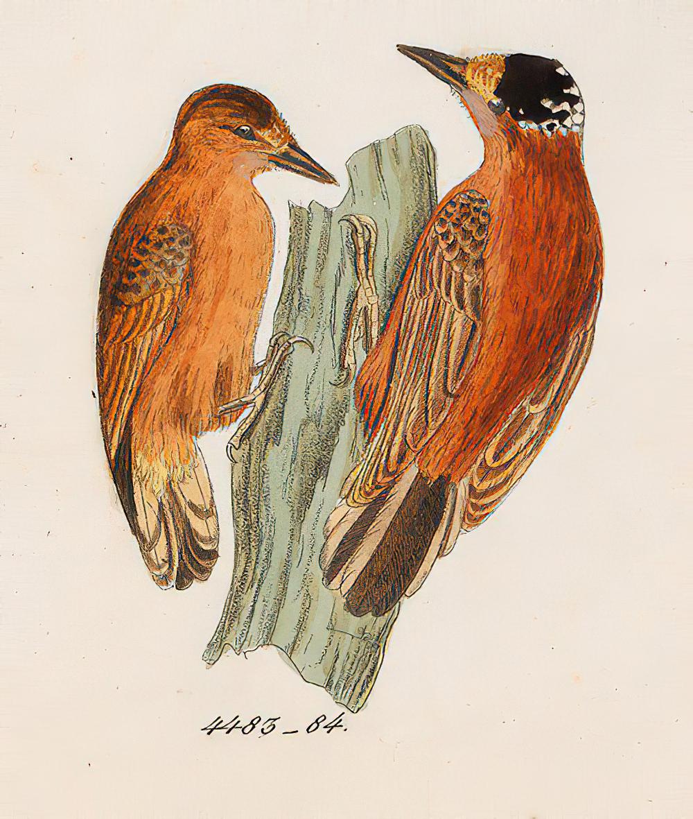 栗姬啄木鸟 / Chestnut Piculet / Picumnus cinnamomeus