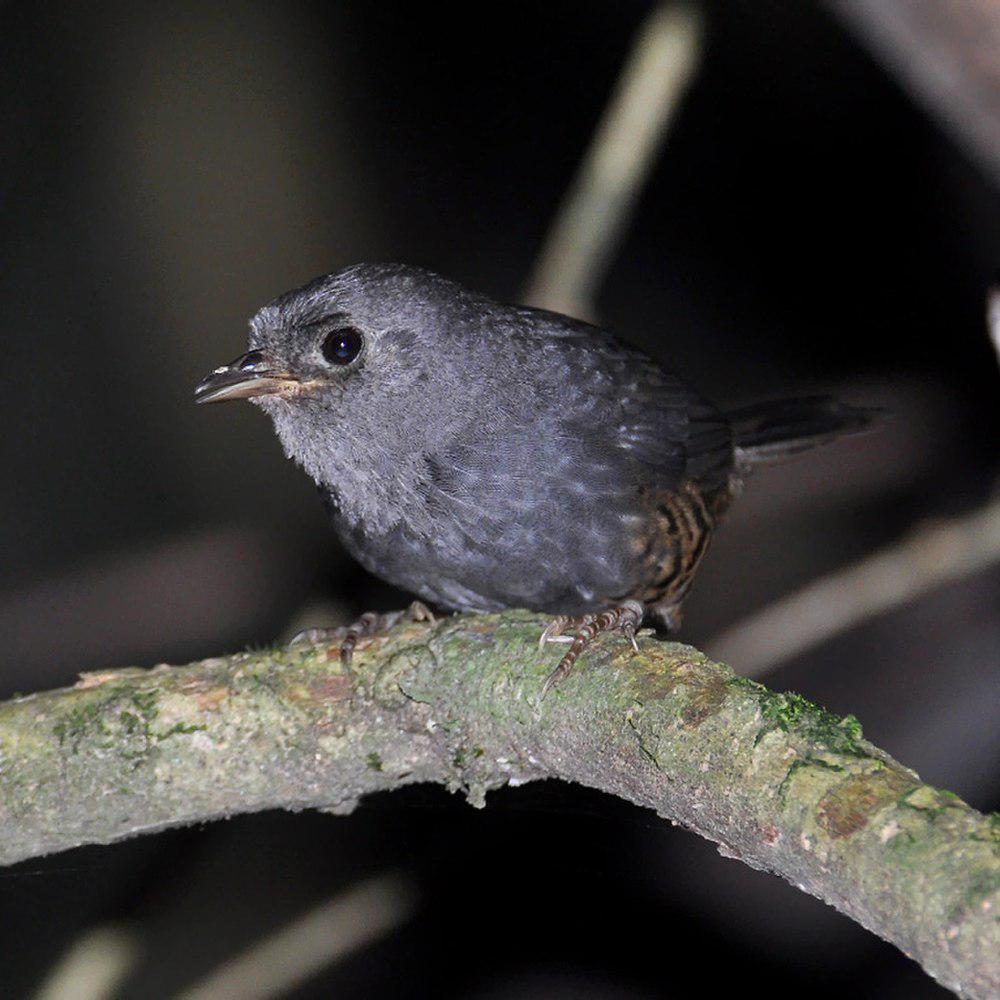 高原窜鸟 / Planalto Tapaculo / Scytalopus pachecoi