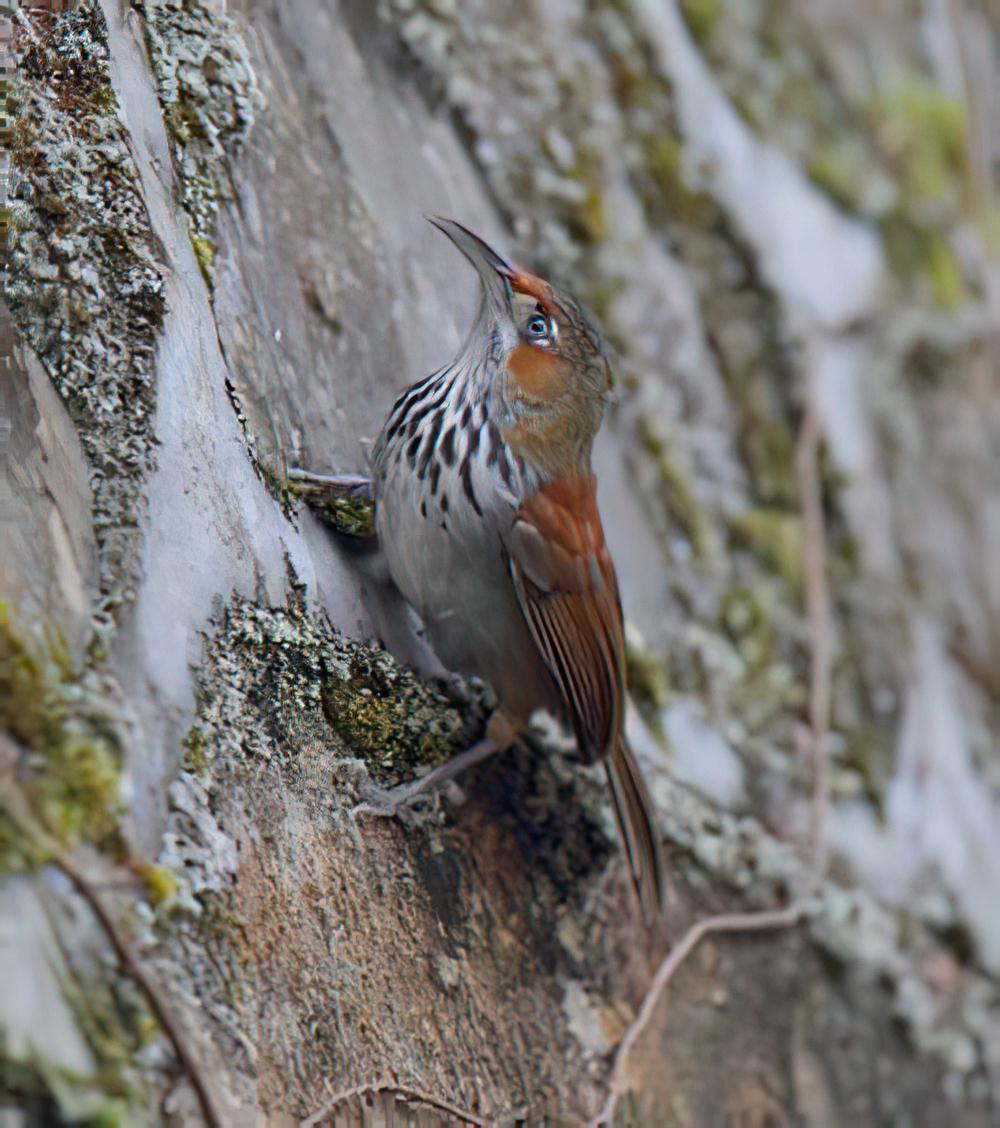 华南斑胸钩嘴鹛 / Grey-sided Scimitar Babbler / Erythrogenys swinhoei